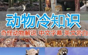 外面卖1699的国外纪录片解说(动物解说、美食、动画片)稳过中视频-铭创资源库